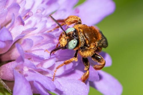 Epeoloides coecutiens